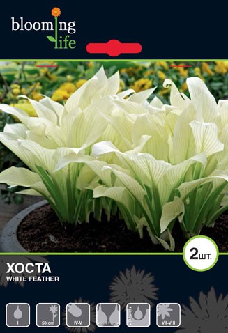 Hosta-White-Feather.jpg