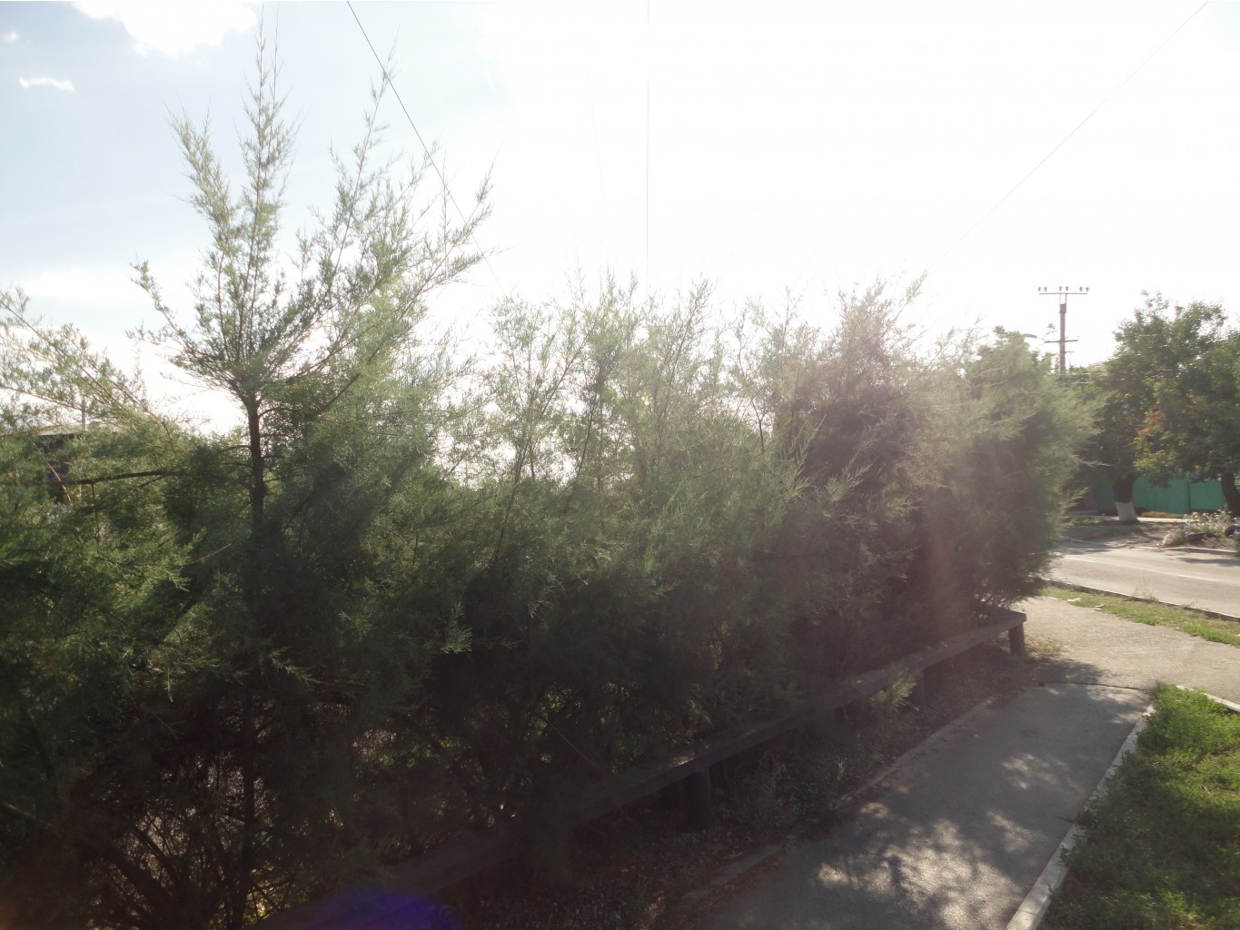 DSC08353.JPG