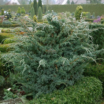 106,7.  Juniperus squamata Meyeri.jpg