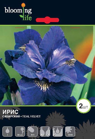 Iris-siberica-Teal-Velvet.jpg