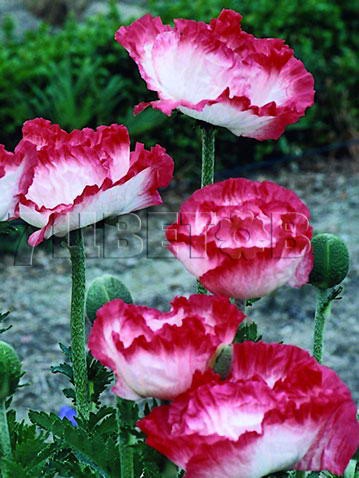 Papaver-Place-Pigalle.jpg