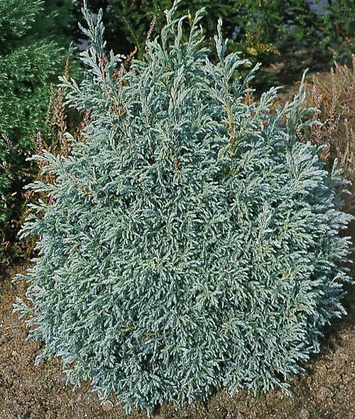 101,2.  Chamaecyparis pisifera Baby Blue.jpg