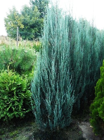 106,7.  Juniperus scopulorum Blue Arrow.jpg