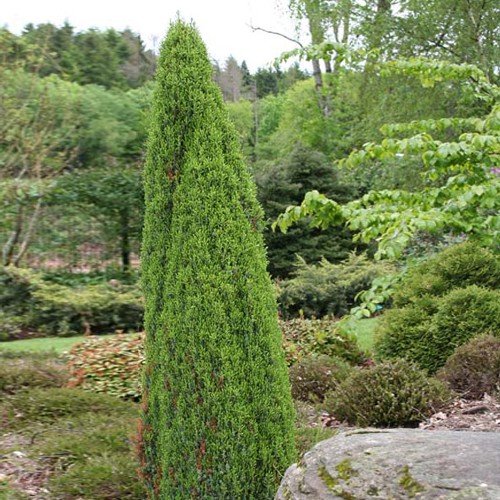 95,7.  Juniperus communis Compressa.jpg