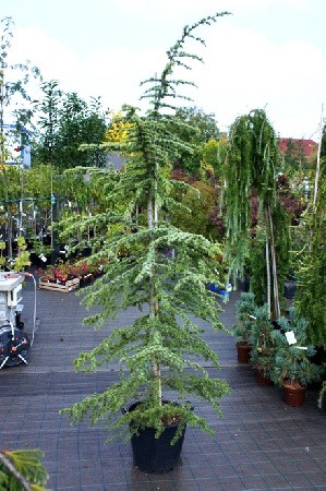 332,2.  Cedrus libani Glauca.jpg