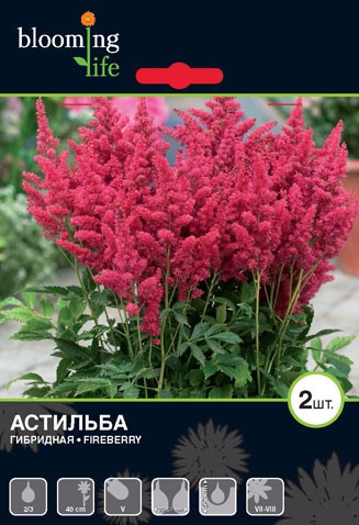 Astilbe-Fireberry.jpg