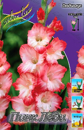 562b3bb6b0244 818rub. gladiolus pink ledizakazyvaem tolko tselymi upakovkami po 8 sht..jpg