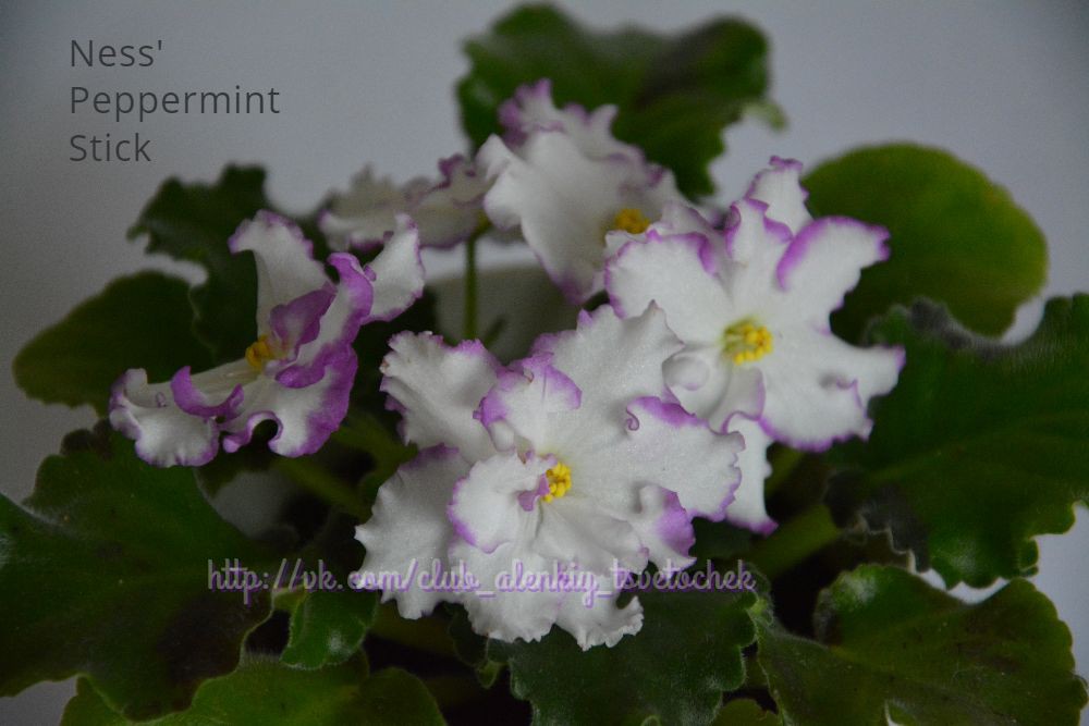 Ness'Peppermint Stick ()