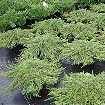 95,7.  Juniperus communis Green Carpet.jpg