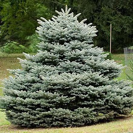 442,2.  Picea pungens Glauca Globosa.jpg