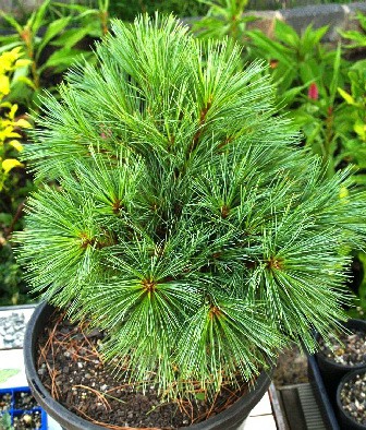 95,7.  Pinus strobus.jpg