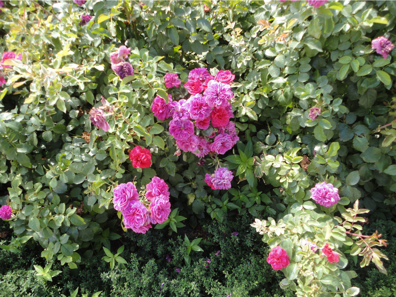 DSC08442.JPG