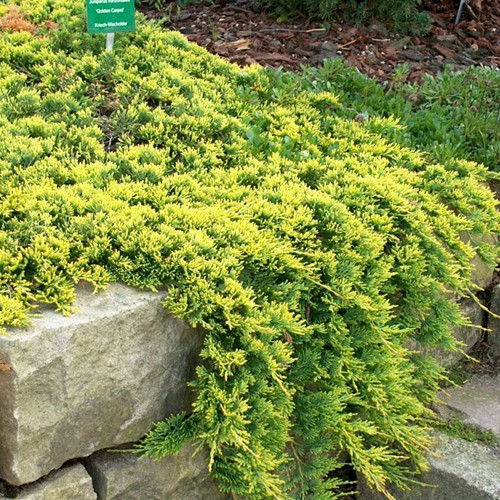 95,7.  Juniperus horizontalis Golden Carpet.jpg