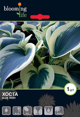 Hosta-Blue-Ivory.jpg