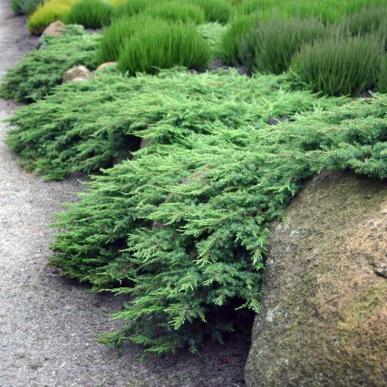 95,7.  Juniperus sabina Rockery Gem.jpg