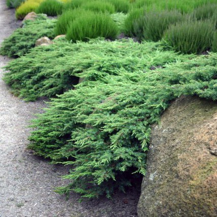 95,7.  Juniperus sabina Rockery Gem.jpg