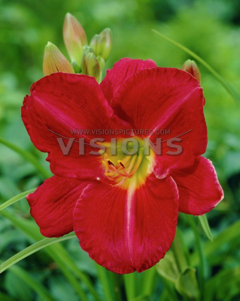 Hemerocallis Charles Johnston.jpg