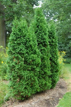 95,7.  Thuja occidentalis Pyramidalis Compacta.jpg