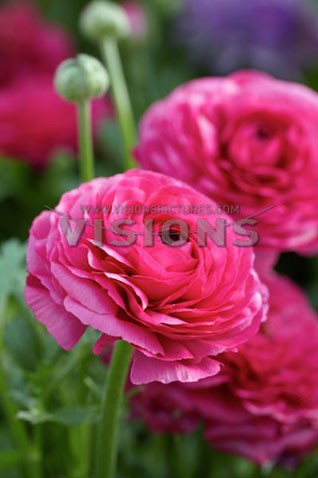 Ranunculus-Mache-Rose.jpg