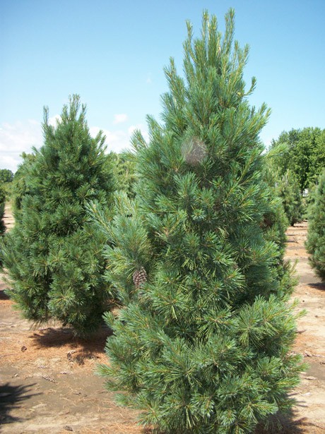 95,7.  Pinus strobus.jpg