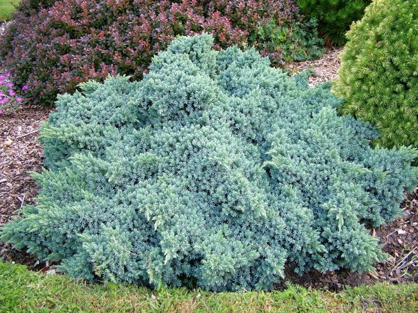 95,7.  Juniperus squamata Blue Star.jpg