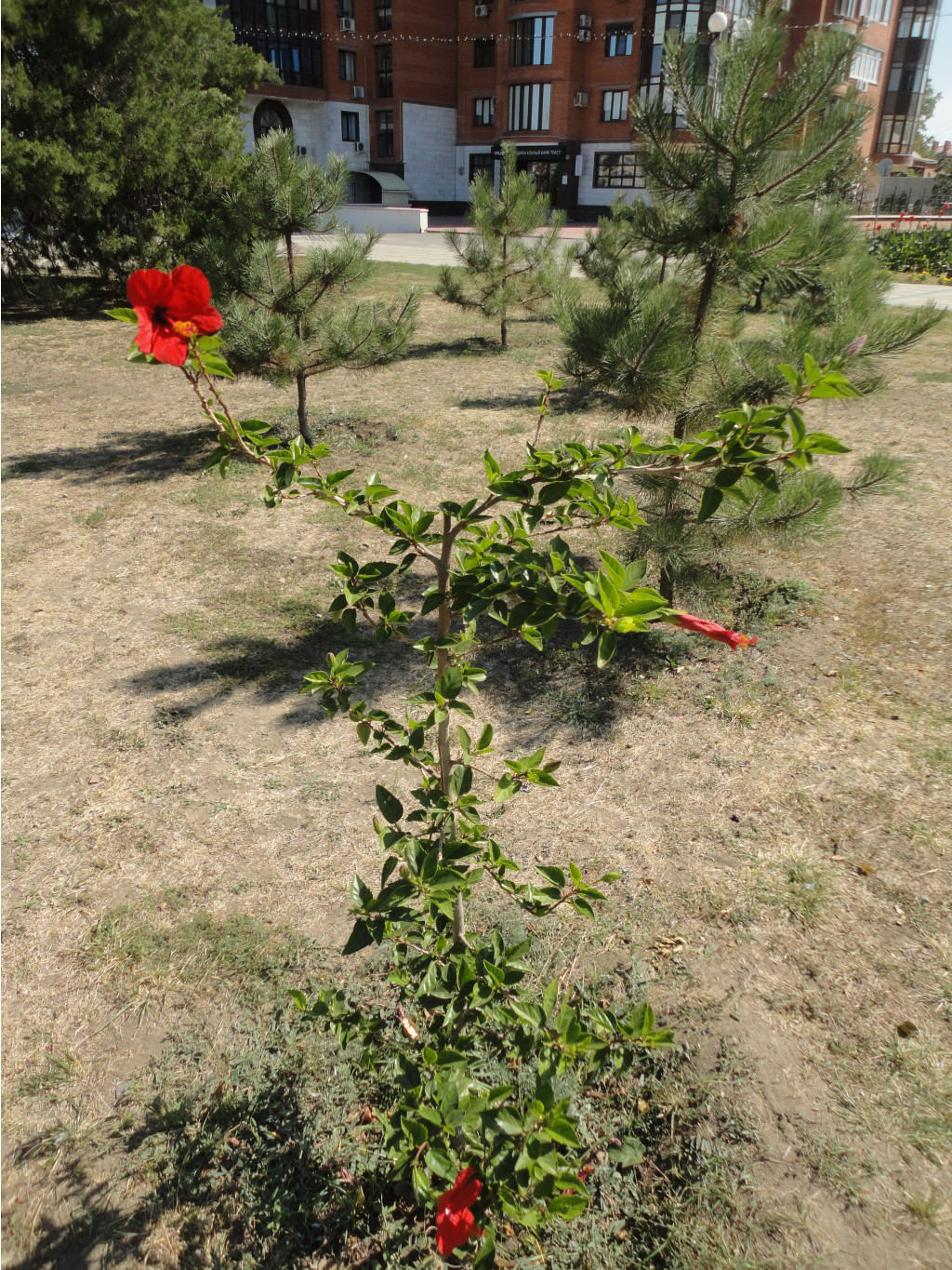 DSC08391.JPG