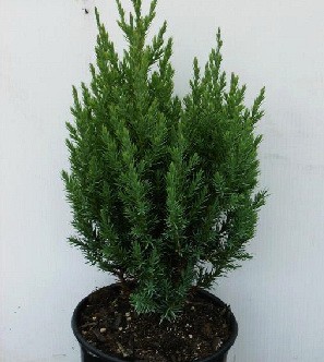 95,7.  Juniperus chinensis Stricta.jpg