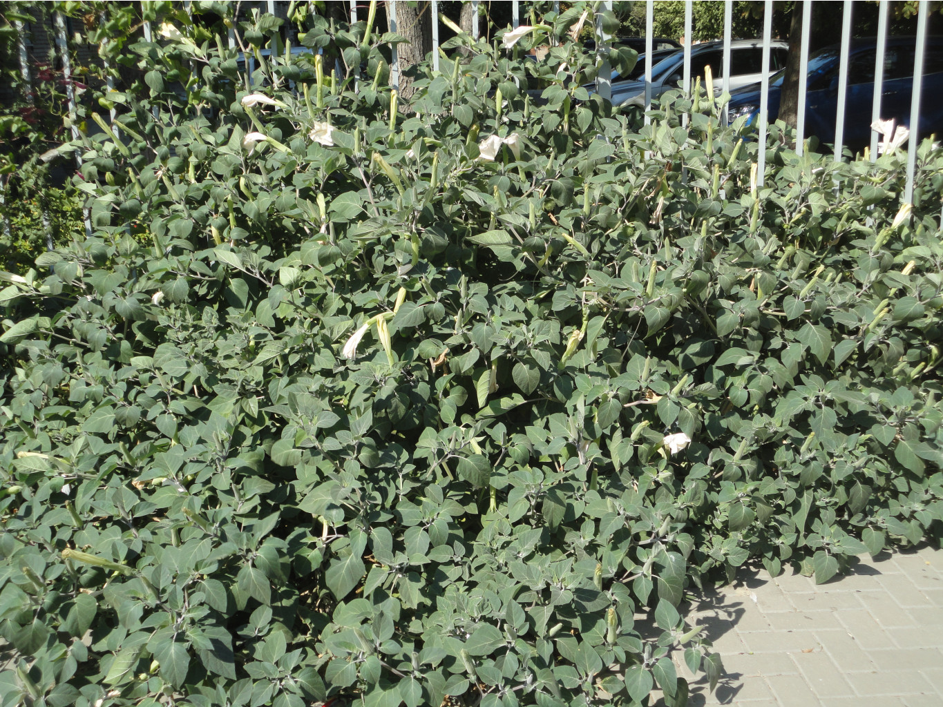 DSC08435.JPG