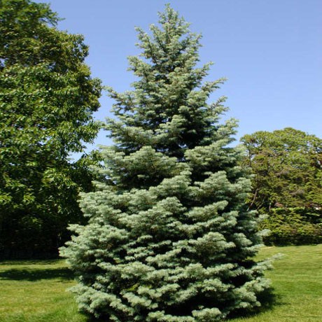 150,7.  Abies concolor.jpg