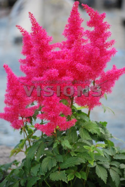 Astilbe Drum and Bass.jpg