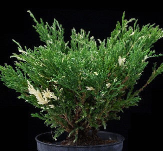 106,7.  Juniperus horizontalis Andorra Variegata.jpg