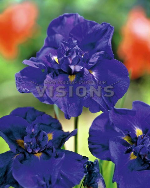 Iris Blue Pompon.jpg