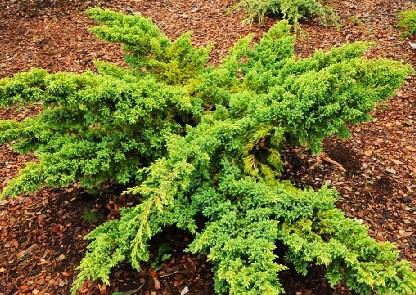 95,7.  Juniperus squamata Hunnetorp.jpg