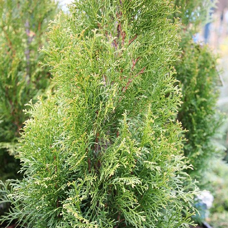 113,3.  Thuja occidentalis White Smaragd.jpg