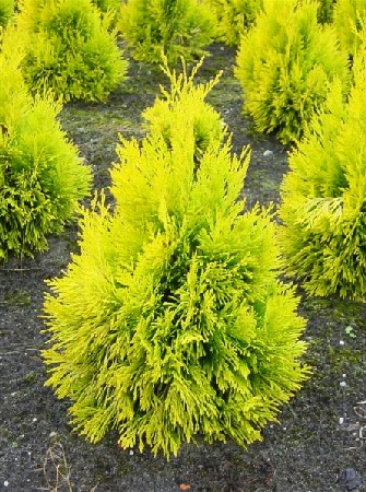 172,7.  Thuja plicata 4ever Goldy.jpg