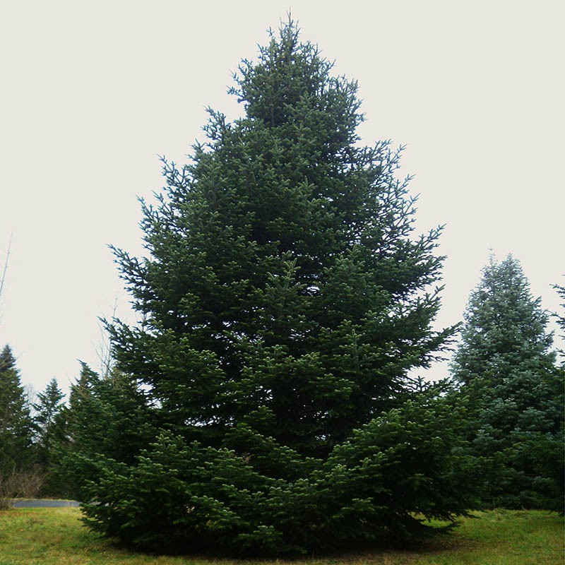 101,2.  Abies nordmanniana Borjomi.jpg