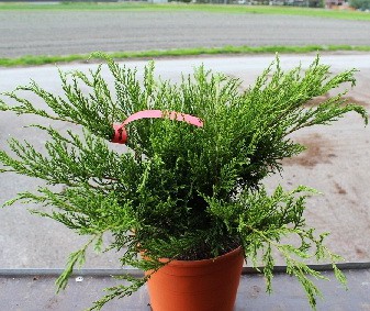 106,7.  Juniperus media Mint Julep.jpg