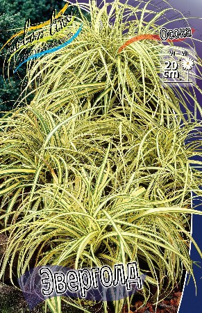 93,8.  (CAREX) (   1 .,   1.).jpg