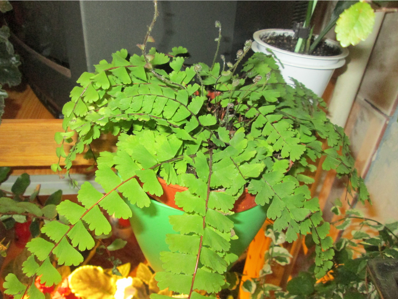 IMG 3956.JPG