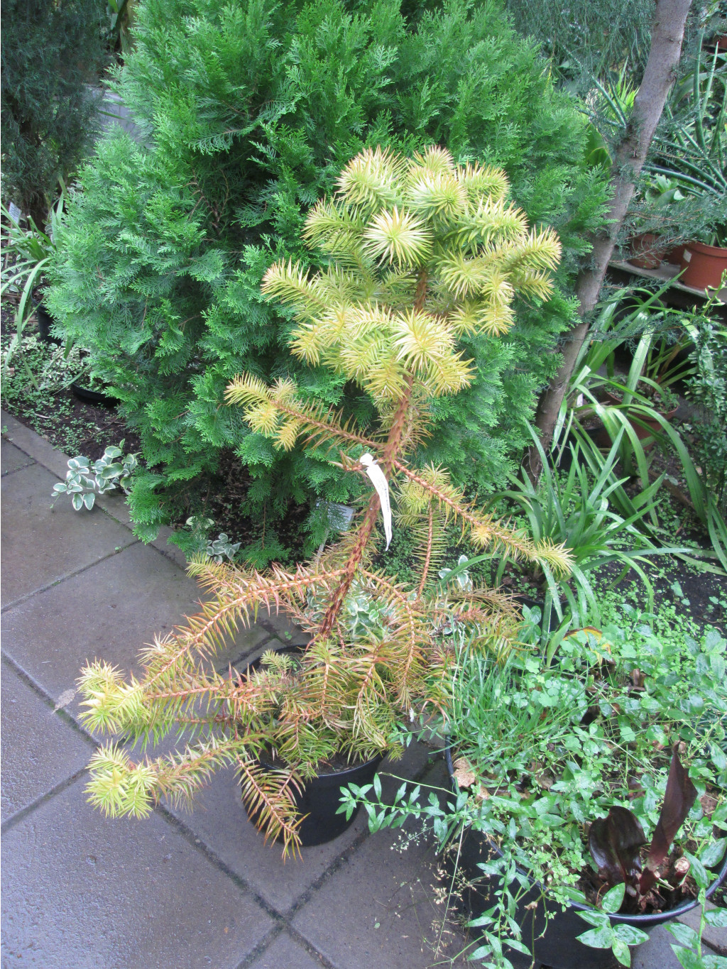 IMG 3760.JPG