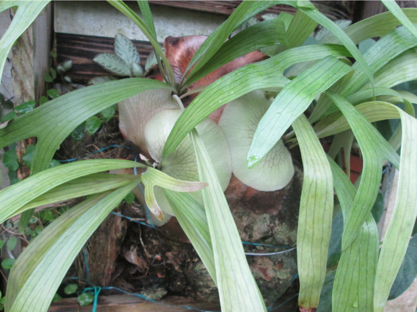 IMG 3870.JPG