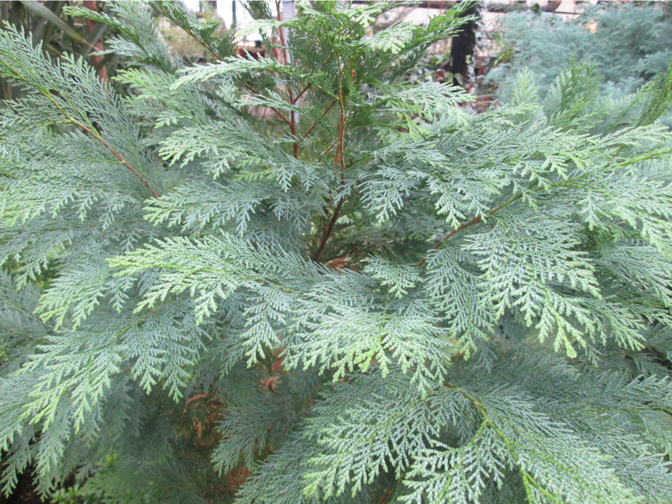 IMG 3771.JPG