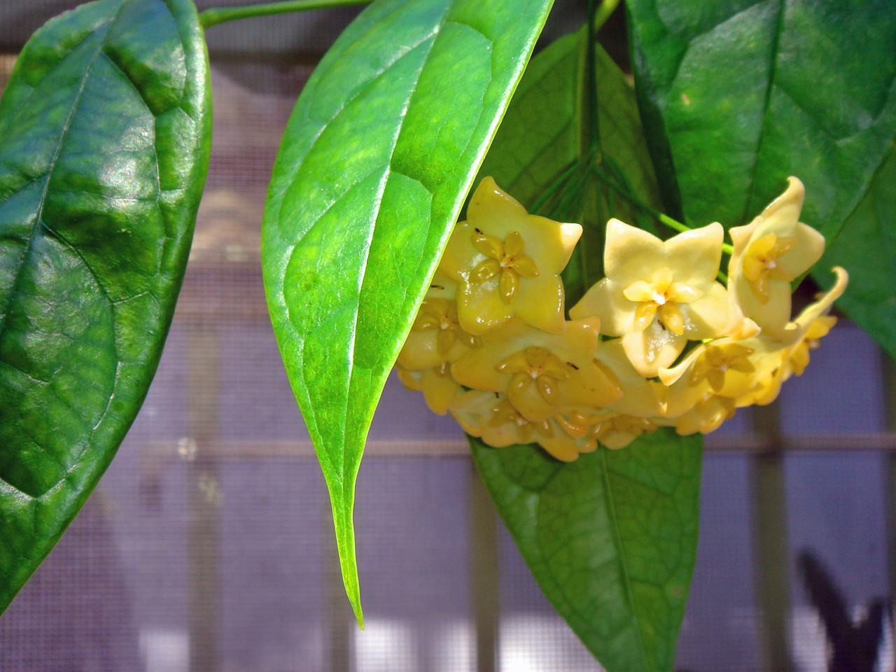 Hoya Linusii-   .... ..