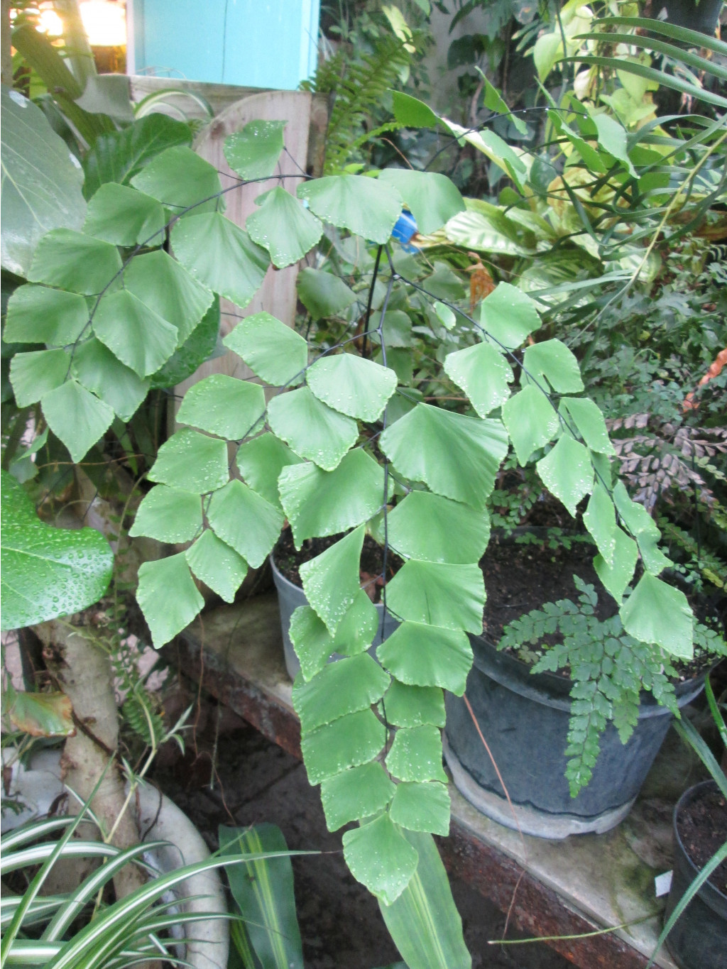 IMG 3923.JPG