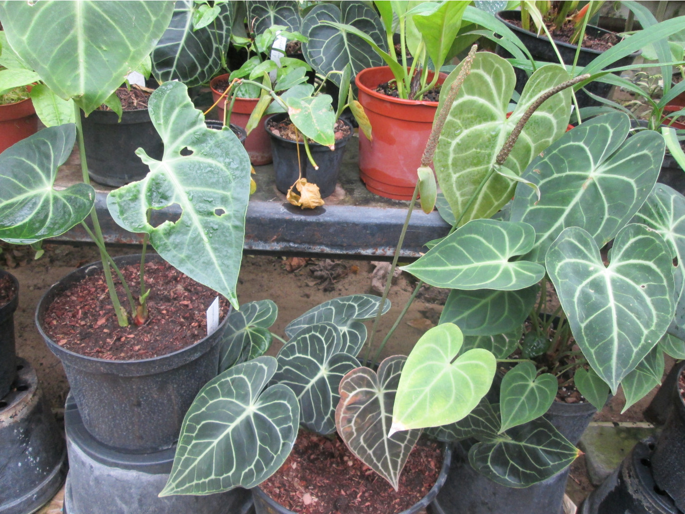 IMG 3817.JPG