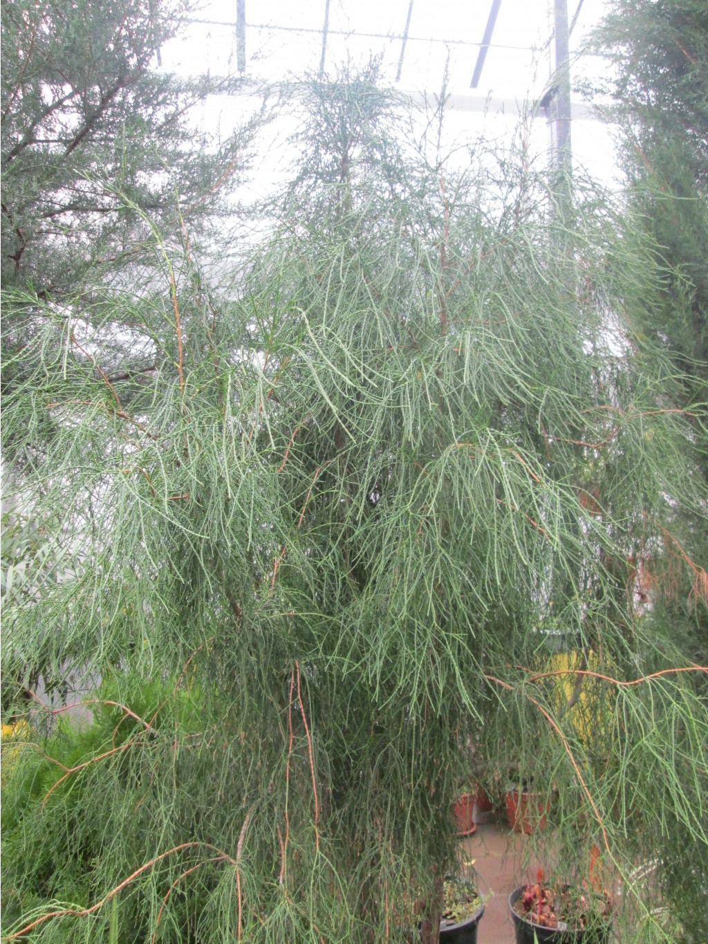 IMG 3770.JPG