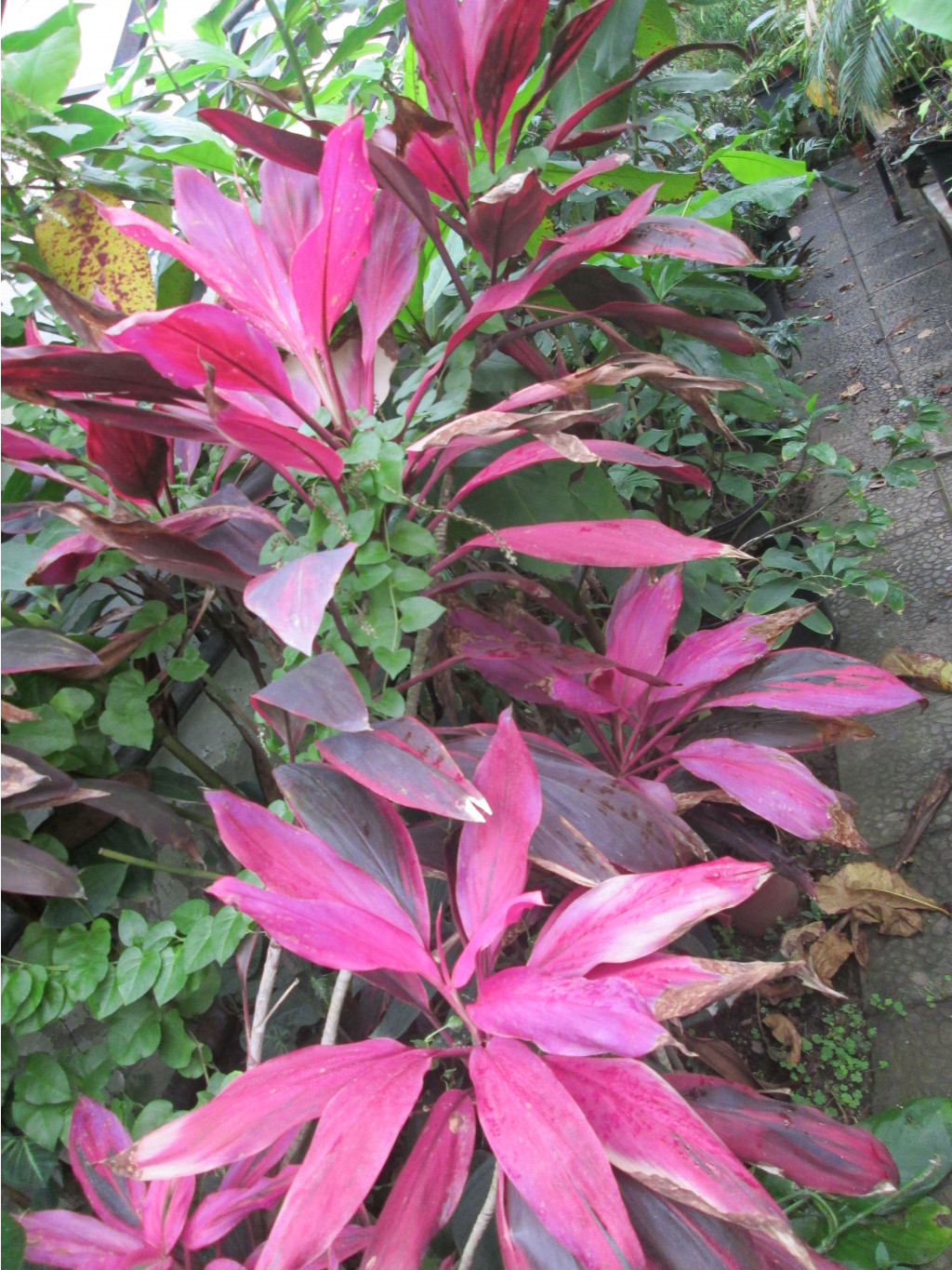 IMG 3839.JPG