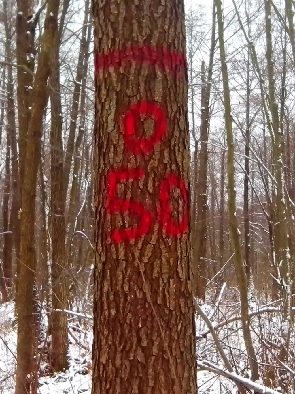 IMG 20151116 133305.jpg