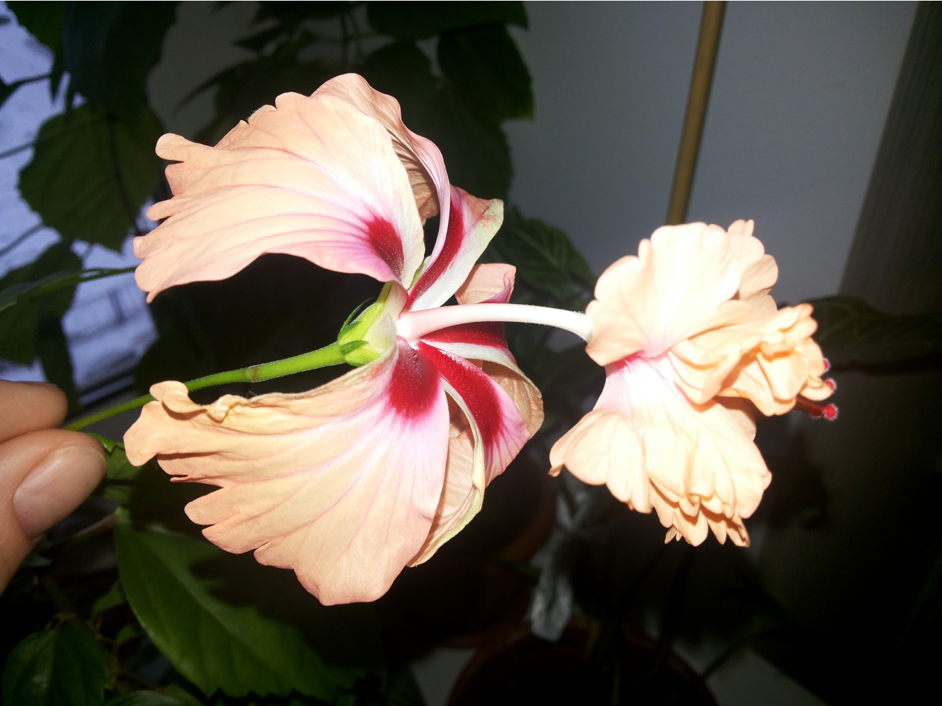 El Capitolio Tcuila Sunrise