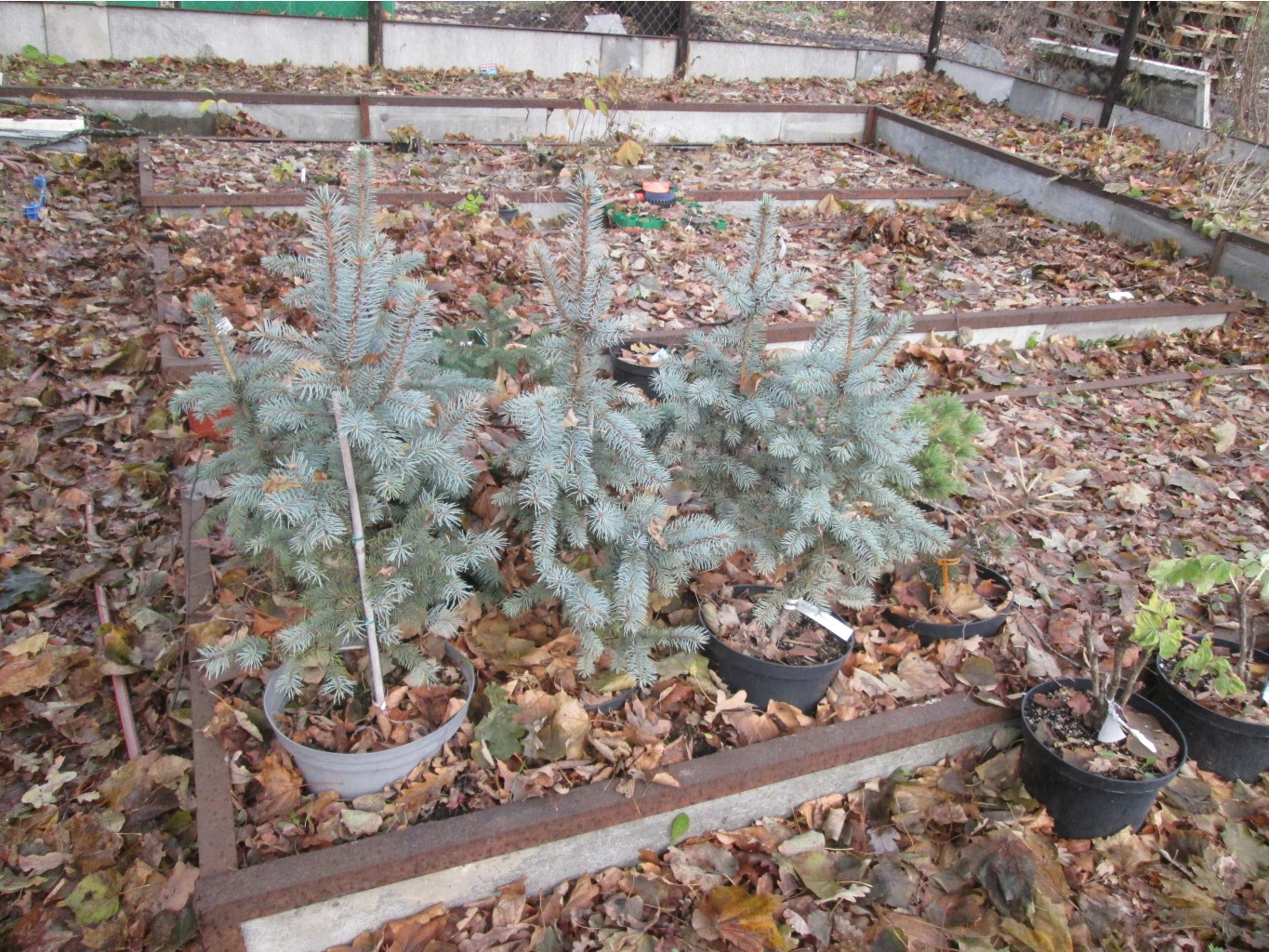 IMG 3881.JPG